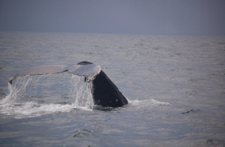 Newport: A glimpse of hope? CBD and PTSD.