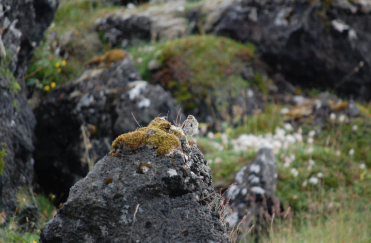 Newport: Post-school holidays re-set. PTSD self-scan.