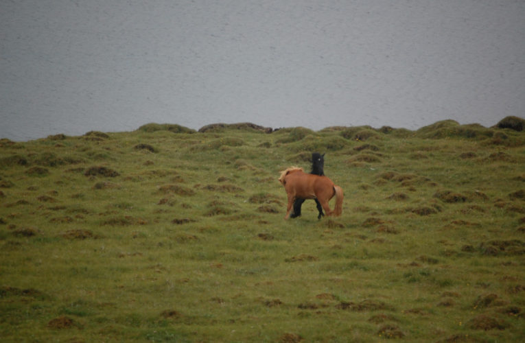 Newport: The Battle for Harmony When Living With PTSD