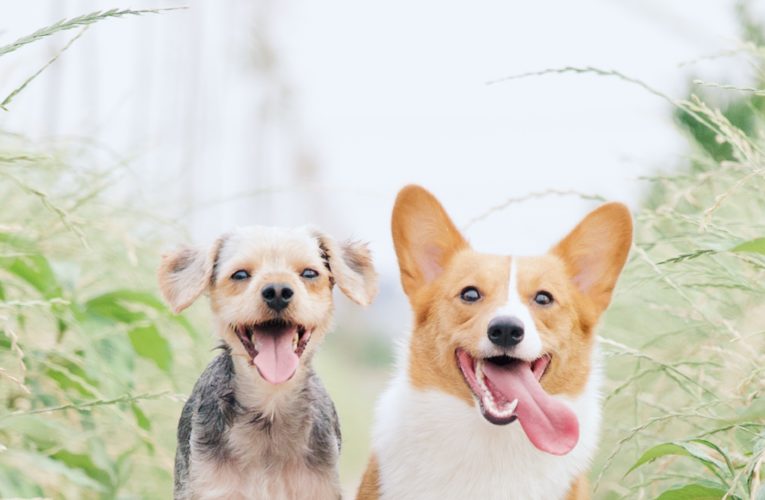 Preventing Home Dog Fights in Newport